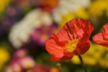 Image showing Red Iceland Poppie Bloom