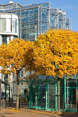 Image showing Autumn leaves in the city