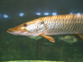 Image showing Pike Fish