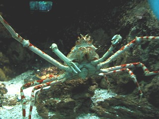 Image showing Crab