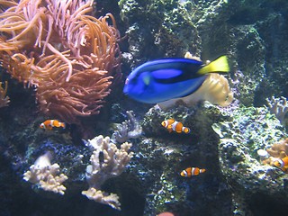 Image showing Blue Fish