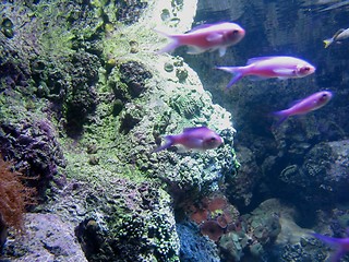 Image showing Purple Fish