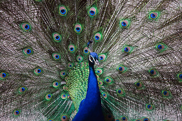 Image showing Male peacock