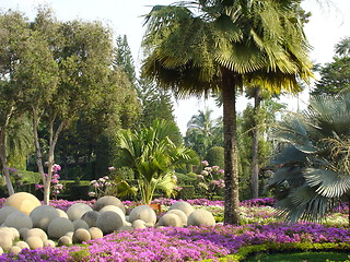 Image showing Tropical Garden in Pattaya, Thailand