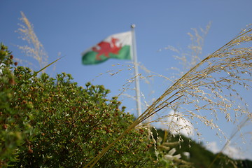 Image showing welsh flag