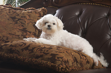 Image showing Maltese Puppy Relaxing