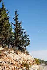 Image showing Cypresses on rocky hill in Jerusalem mountains  