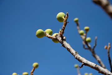 Image showing Small green figs on the tree on blue sky background