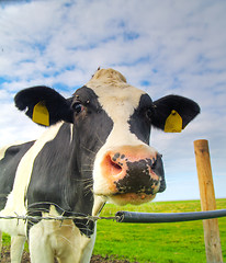 Image showing cow on pasture