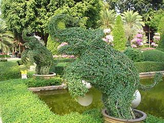 Image showing Tropical Garden in Pattaya, Thailand