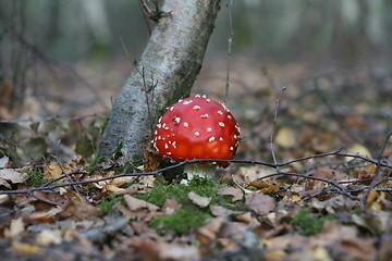 Image showing funghi