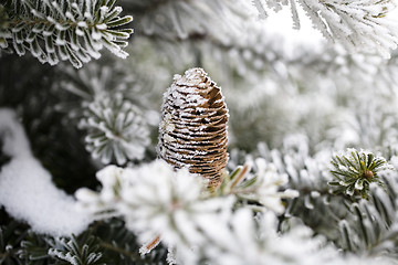 Image showing Big Pine Cone on the tree covered with snow