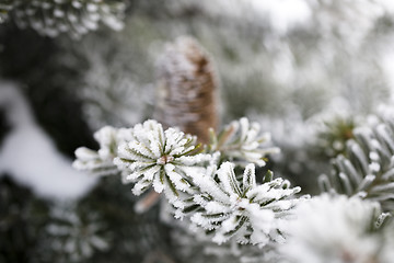 Image showing Big Pine Cone on the tree covered with snow