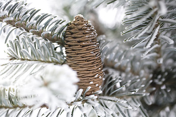 Image showing Big Pine Cone on the tree covered with snow