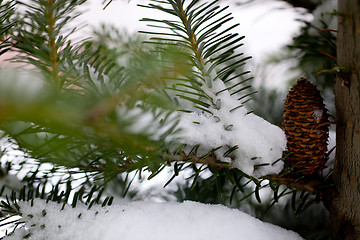 Image showing Big Pine Cone on the tree covered with snow
