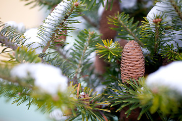 Image showing Big Pine Cone on the tree covered with snow