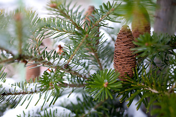 Image showing Big Pine Cone on the tree covered with snow