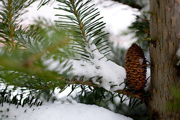 Image showing Big Pine Cone on the tree covered with snow