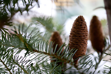 Image showing Big Pine Cone on the tree covered with snow