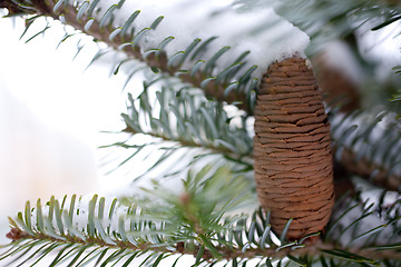 Image showing Big Pine Cone on the tree covered with snow