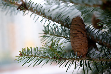 Image showing Big Pine Cone on the tree covered with snow