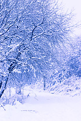 Image showing Winter park with snow-covered road