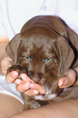 Image showing Puppy on female hands