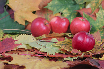 Image showing Four red apples on autumn leaves