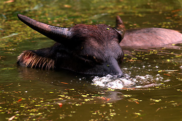 Image showing Blowing Bubbles