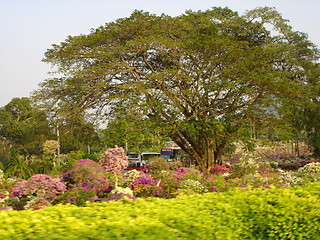 Image showing Tropical Garden in Pattaya, Thailand