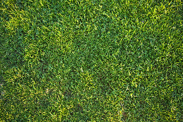 Image showing Beautiful Green Grass Background Texture 