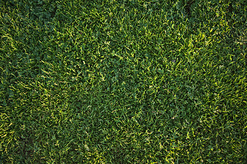 Image showing Beautiful Green Grass Background Texture 