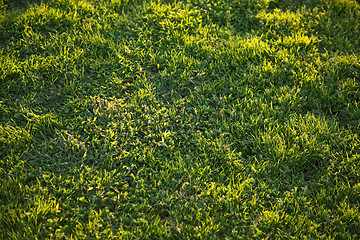 Image showing Beautiful Green Grass Background Texture 