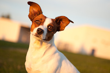 Image showing Jack Russell Terrier in the Park