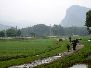 Image showing Chinese Farmers