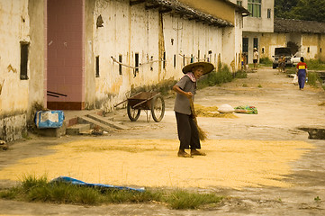 Image showing Rice Farmer