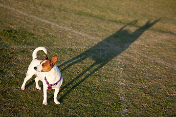 Image showing Jack Russell Terrier in the Park