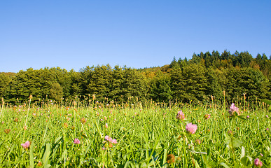 Image showing Idyllic meadow with tree