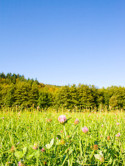 Image showing Idyllic meadow with tree