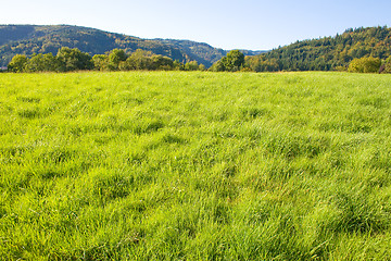 Image showing Idyllic meadow with tree