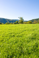 Image showing Idyllic meadow with tree