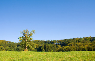 Image showing Idyllic meadow with tree