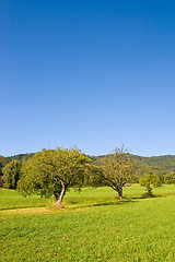 Image showing Idyllic meadow with tree