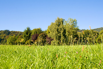 Image showing Idyllic meadow with tree