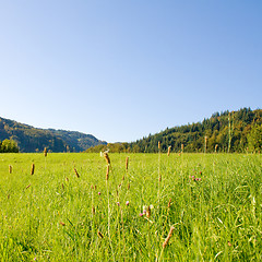 Image showing Idyllic meadow with tree