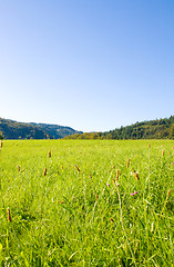 Image showing Idyllic meadow with tree