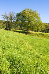 Image showing Idyllic meadow with tree