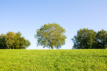 Image showing Idyllic meadow with tree