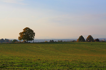 Image showing Idyllic meadow with tree