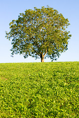 Image showing Idyllic meadow with tree